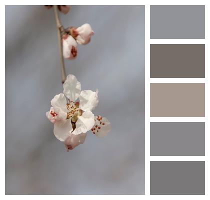 Plant Flower Buds Closeup Blossom Flora Peach Blossoms Flowers Branch Bloom Image